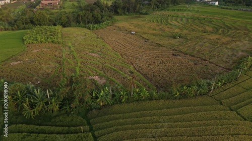 Canggu Bali 4K drone aerial of lush rice fields in late afternoon light, tropical landscape with green paddies, rural scenery and soft natural lighting, Southeast Asia travel destination.