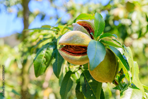 Fotografía Growing almonds on a tree in an orchard during a sunny day in early summer