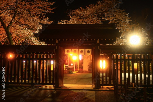 Tableau sur toile 夜桜の風景