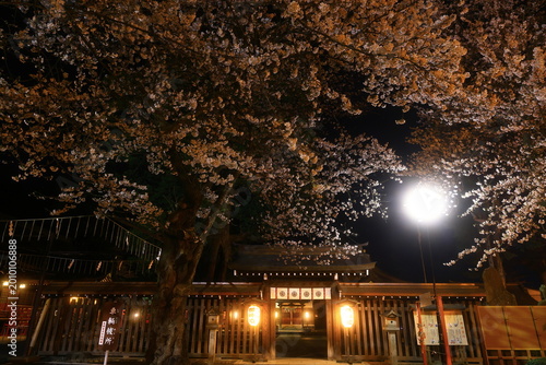 Foto 夜桜の風景