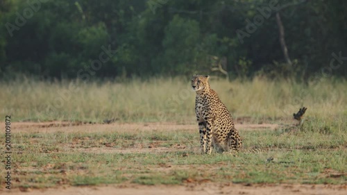  a cheetah sitting in golden light