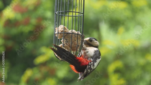 Great spotted woodpecker feeding on a suet ball in close-up, detailed view of striking bird pecking at feeder in natural garden setting with sharp plumage and vivid wildlife action.