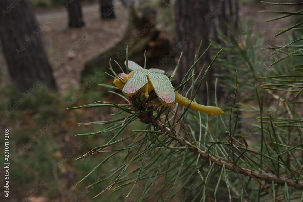 Fototapeta premium The fake insect is perched atop a fresh pine branch, adding a whimsical touch to its nature surroundings of real