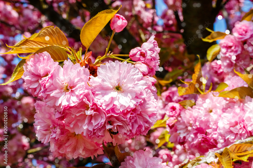 Fototapeta premium Cherry blossoms bloom on a sunny day in a park, drawing visitors to enjoy nature and take photos