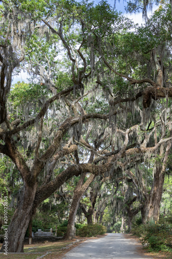 Obraz premium Spanish Moss Covered Live Oak Trees Over Path in Historic Southern Cemetery