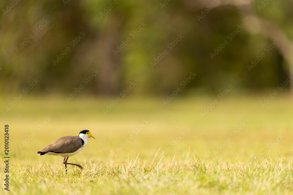 Obraz premium Masked Lapwing Bird Foraging in Grassland Australia Wildlife Scene