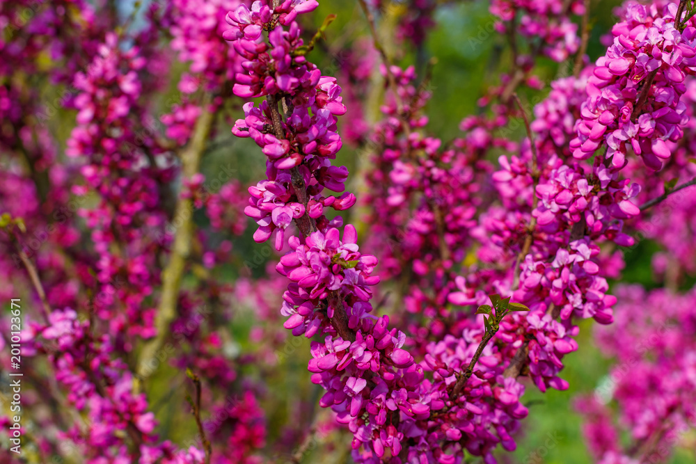 Obraz premium Flowers bloom in a vibrant display at the garden during spring season in a sunny and bright day