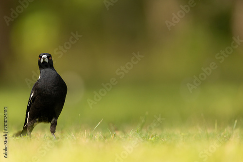 Portrait of an Australian Magpie in a Grassy Field
