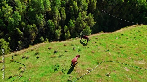 Aerial View of Horses Grazing on Mountain Meadow in Svaneti, Georgia