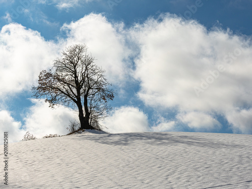 Albero solitario