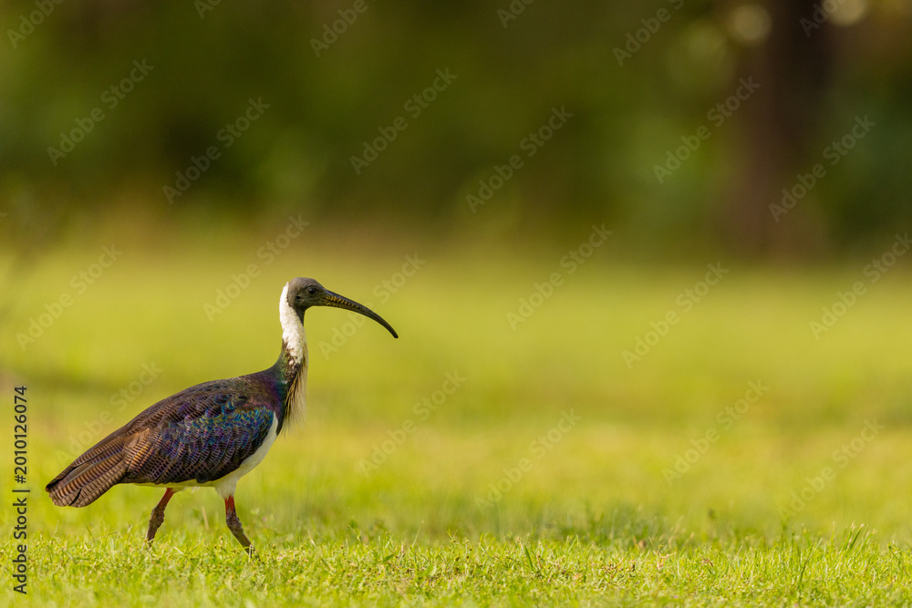 Fototapeta premium Adult Straw Necked Ibis Threskiornis spinicollis in Grassland Australia