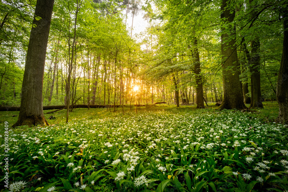 Fototapeta premium Beautiful Spring Forest with White Wild Blooming Garlic