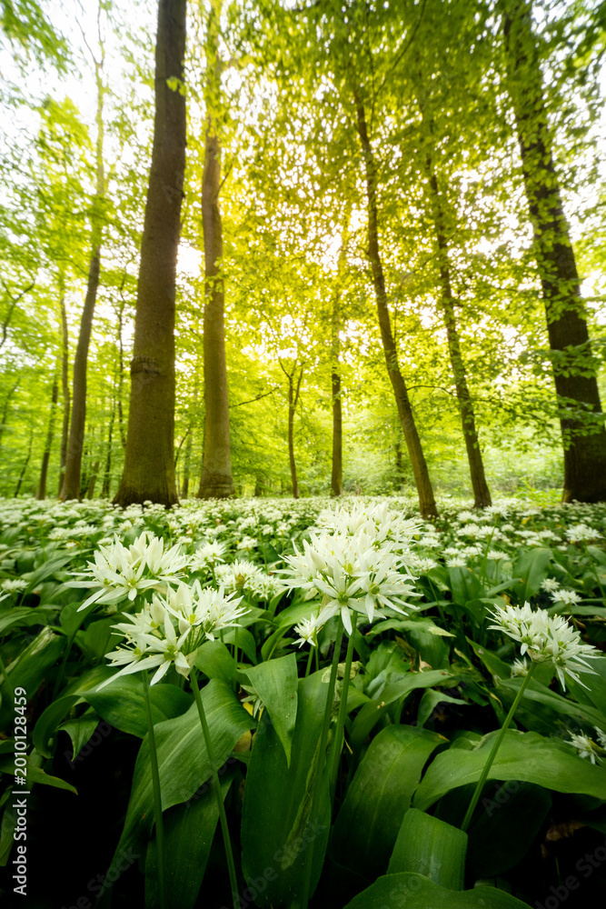 Obraz premium Beautiful Spring Forest with White Wild Blooming Garlic