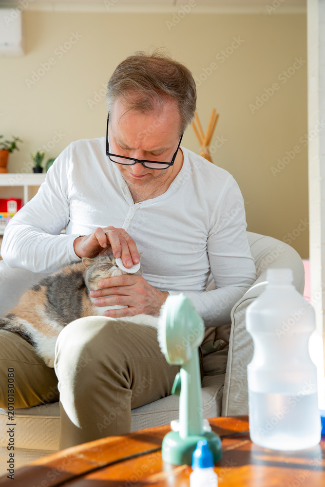 Naklejka premium Mature man cleaning eyes of exotic shorthair cat at home, breed-specific pet hygiene, daily care routine and responsible pet ownership concept