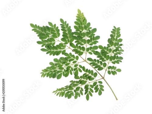 A single branch of fresh green moringa oleifera leaves isolated on white background. Ideal for themes involving herbal medicine and healthy supplements