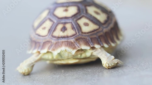 Close-up of a baby tortoise with a patterned shell crawling on a neutral surface, highlighting delicate texture, natural detail, and gentle wildlife charm.