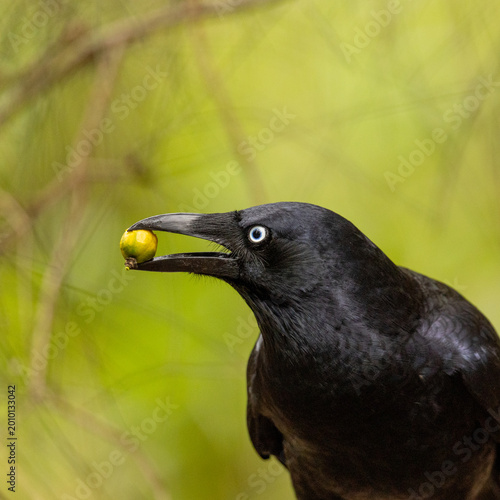 Australian Raven Eating Freshly Picked Fruit in Native Habitat