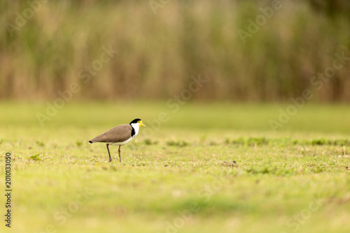 Masked Lapwing bird standing in a vibrant grassy field wildlife