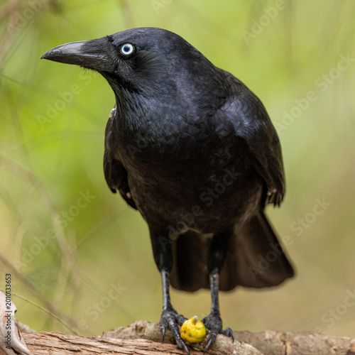 Australian raven standing on perch with yellow fruit, side view