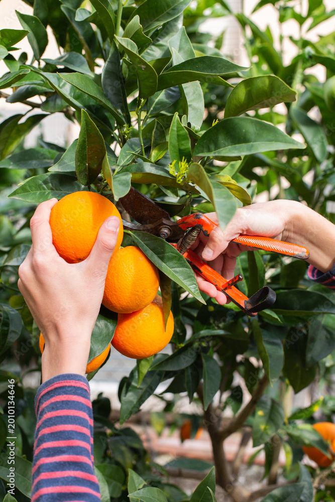 Obraz premium Smiling young boy farmer harvesting, picking oranges in the orchard
