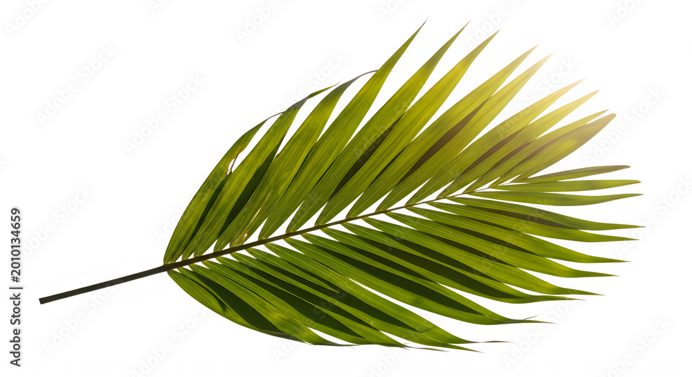 Fototapeta premium Palm frond leaf with green and yellow colors on white background