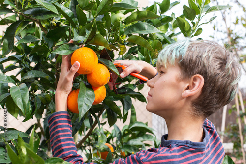 Smiling young boy farmer harvesting, picking oranges in the orchard