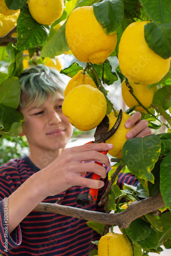 Smiling young boy farmer harvesting, picking lemons in the orchard