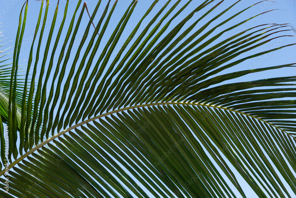 Fototapeta premium Coconut Palm Leaf and Blue Sky