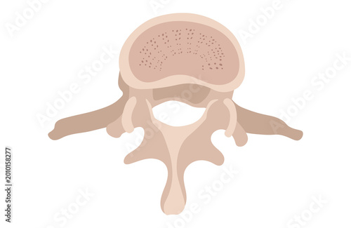 Tableau sur toile Human lumbar vertebra anatomy illustration in flat vector style, detailed medical spine bone isolated on white background