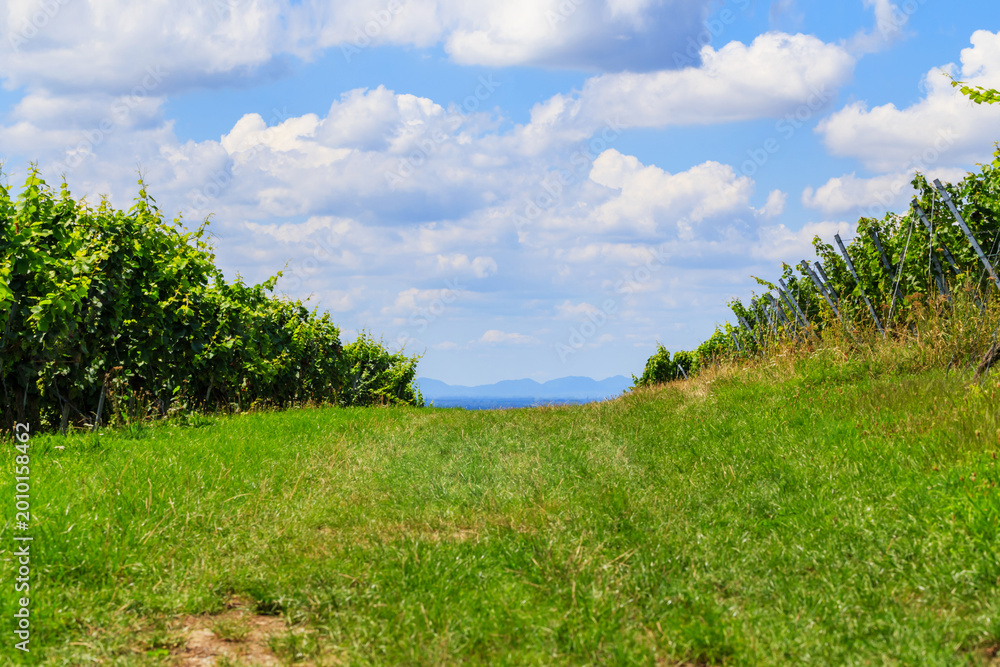 Obraz premium Vineyard path between rows of grapevines with clouds in the sky and mountains in the background on a sunny day