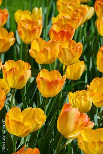 tulip Prinz Armin yellow with orange flamed petals