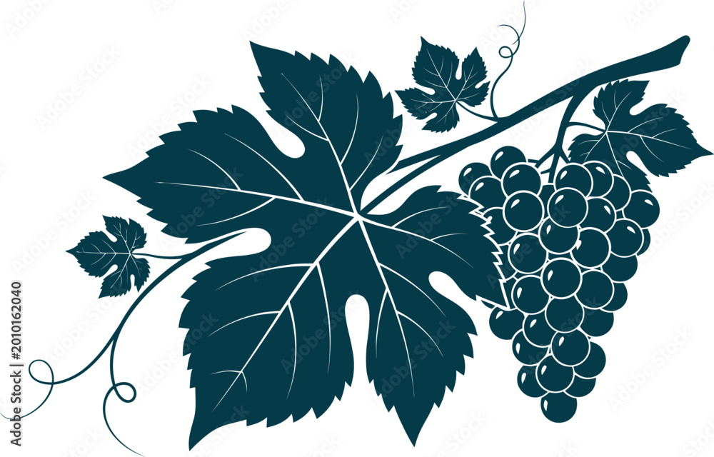 Naklejka premium Dark blue grape bunch with leaves and vine tendrils illustration on transparent background.