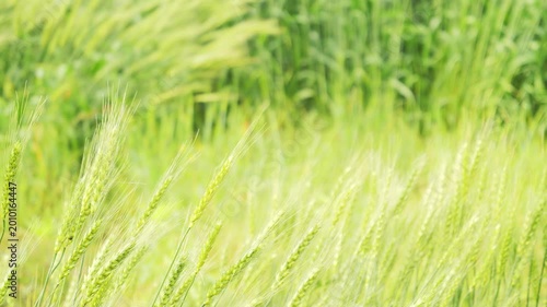 Green Wheat Field Swaying in the Early Summer Breeze