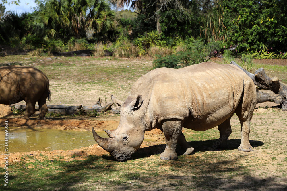 Obraz premium Rhinos in their natural habitat, savanna. Wildlife 