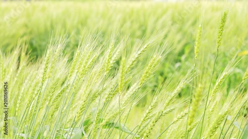 Green Wheat Field Swaying in the Early Summer Breeze