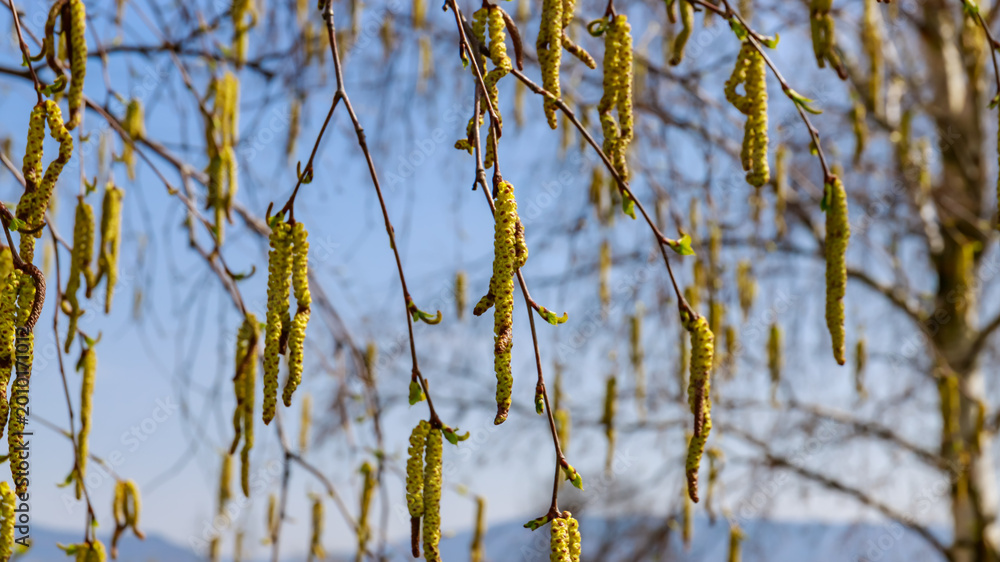 Naklejka premium Branches hang with yellow catkins under a clear blue sky during springtime near a tranquil landscape