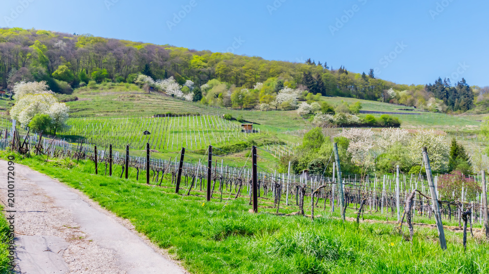Obraz premium Vineyard located in a hilly area during a clear sunny day