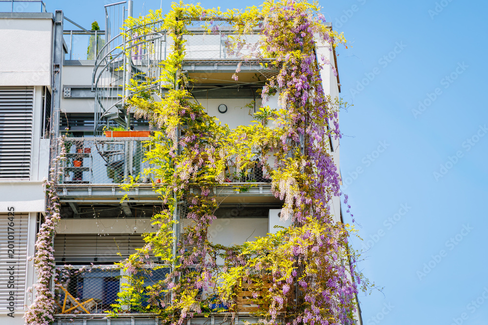 Obraz premium Vines cover a modern building in a city during a sunny day in spring