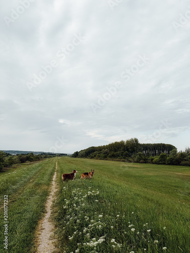 Canvas Print Two dogs Australian and German shepherd standing on grassy meadow path under wide cloudy sky