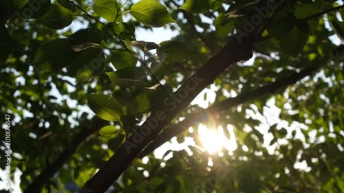 Sunlight flickering through swaying tree leaves, handheld upward view nature footage