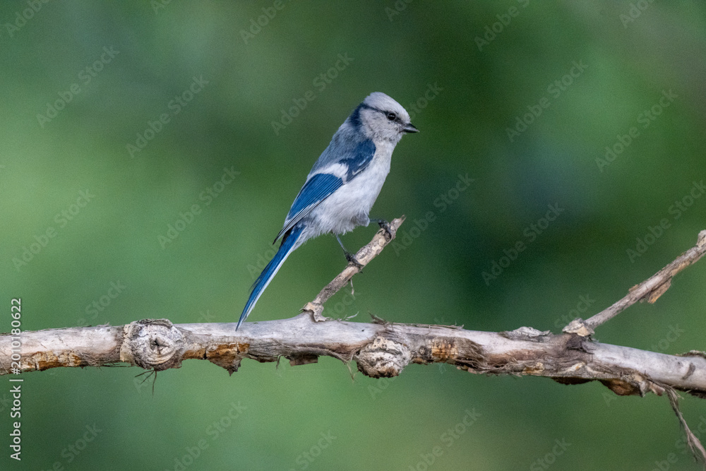 Fototapeta premium Azure Tit on dry branch profile view