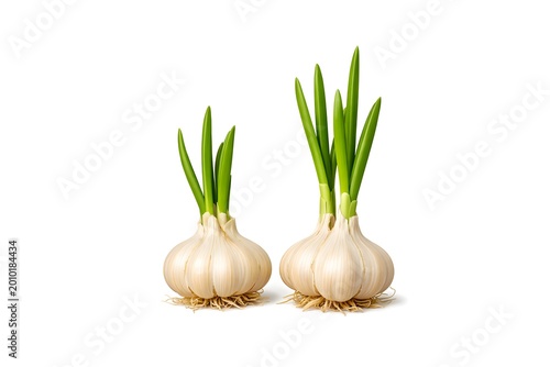 Fresh organic  garlic bulbs with green sprouts isolated on a white background showing healthy natural ingredients