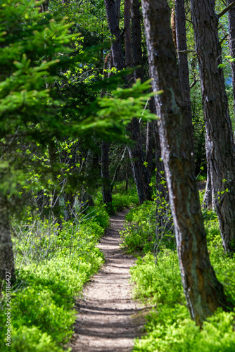 path in the forest