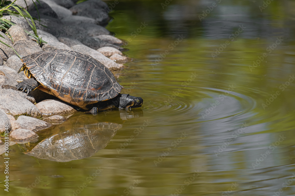 Naklejka premium Turtle drinking water in a pond with ripples and reflection on surface