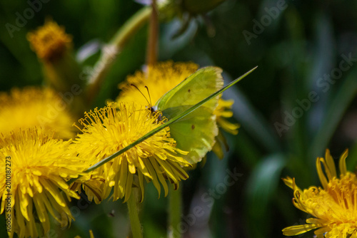yellow butterfly on a dandelion