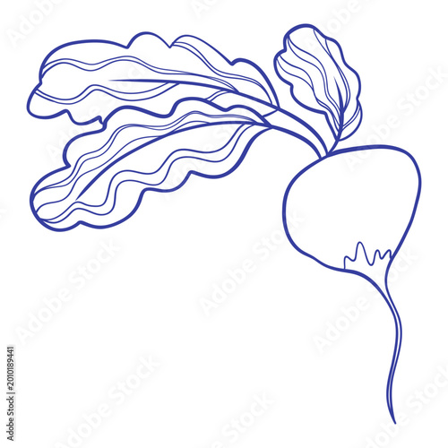 Minimal blue line illustration of a beetroot with leafy tops and flowing contours. Clean organic design ideal for healthy food concepts, farming visuals, and modern graphic projects.
