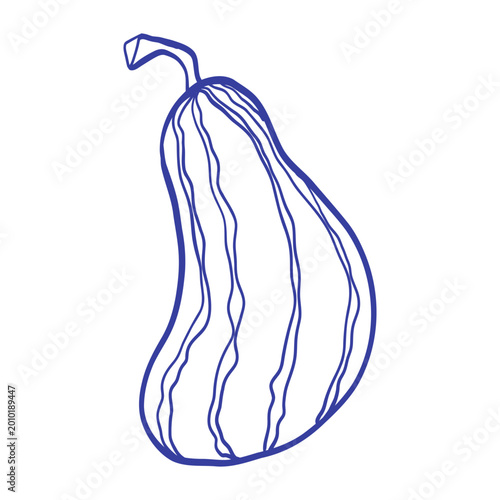 Minimal blue line illustration of a butternut squash with elongated shape and natural contours. Clean organic design ideal for healthy food, farming, and modern graphic projects