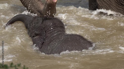 Baby elephant walking and playing in the water