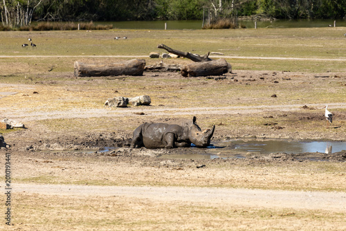 Fotografi Rhinoceros lying in a muddy waterhole in a dry outdoor wildlife habitat