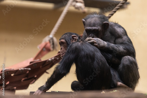 Two chimpanzees grooming each other in an indoor wildlife habitat. Close-up animal scene showing social behavior, primate interaction and natural care between apes.